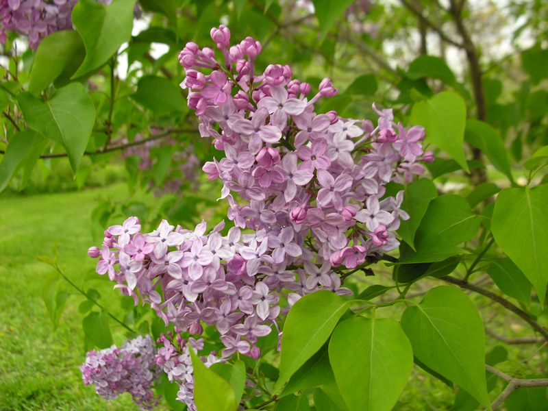 Lilac (Syringa spp.)