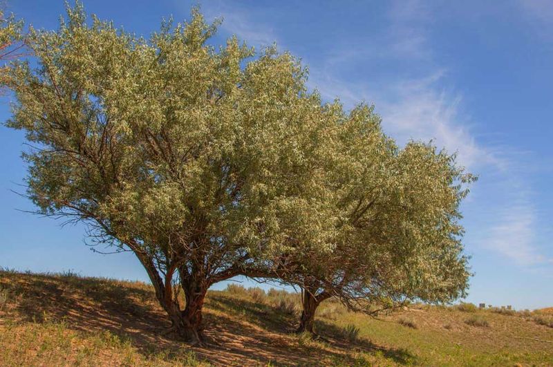 Russian Olive (Elaeagnus angustifolia)