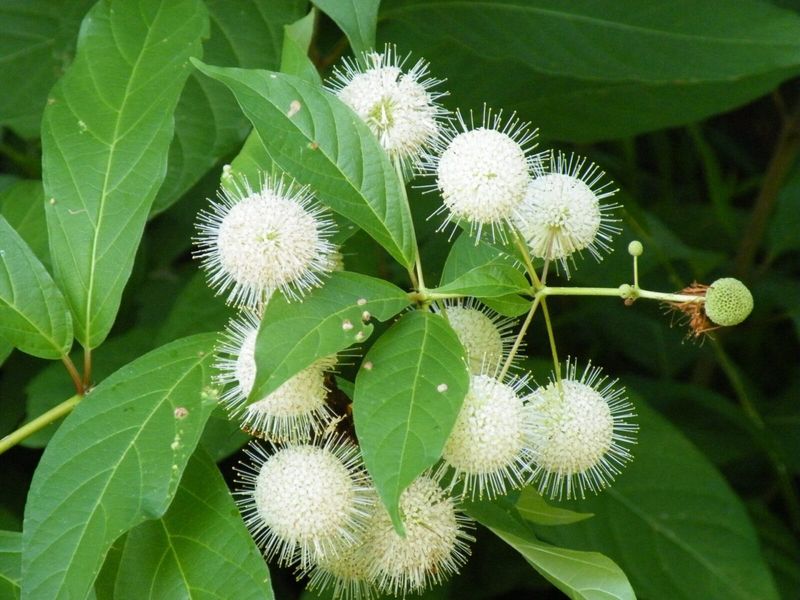 Buttonbush (Cephalanthus occidentalis)