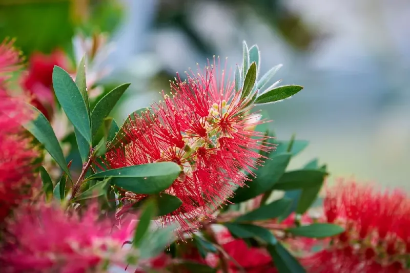 Bottlebrush Plant