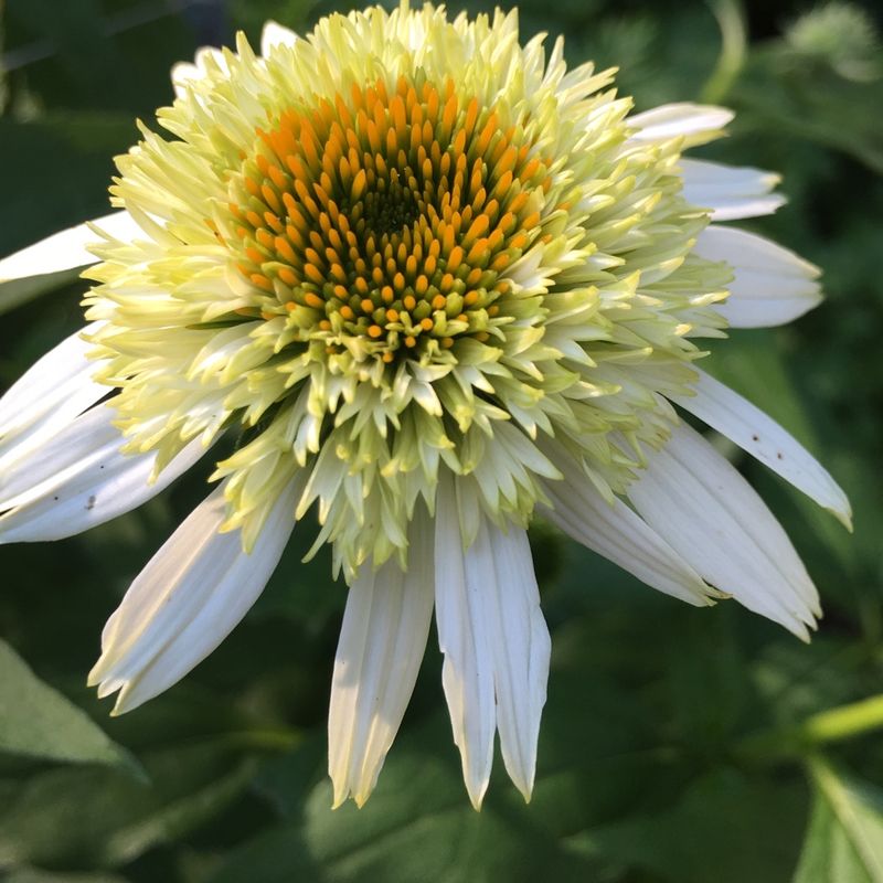 Coconut Lime Coneflower