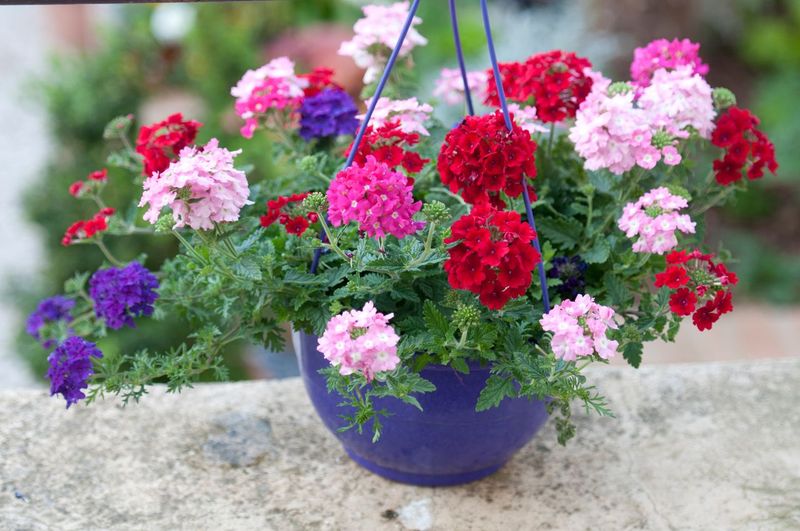 Spreading Habit = Fuller Planters