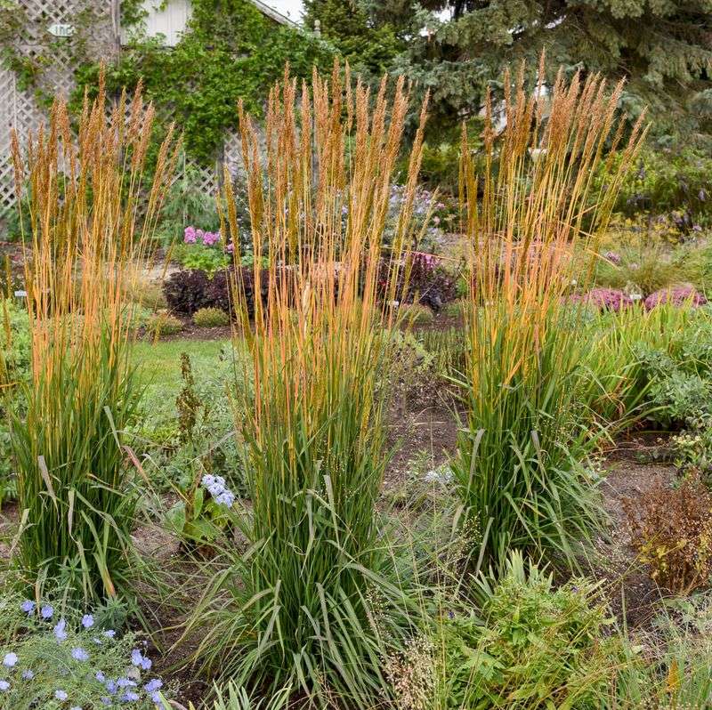 Indian Grass (Sorghastrum nutans)