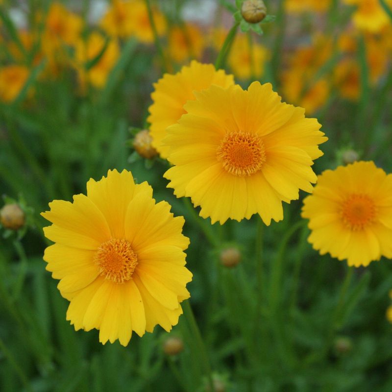 Coreopsis (Coreopsis lanceolata)