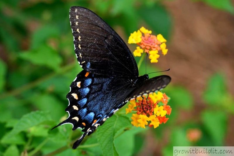 Spicebush (Lindera benzoin)