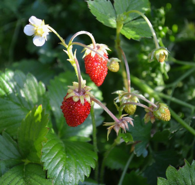 Strawberries