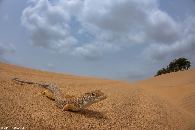 Sand Dune Playground