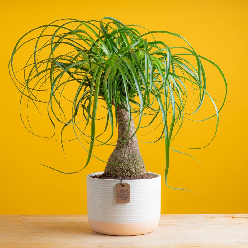 Ponytail Palm (Beaucarnea recurvata)