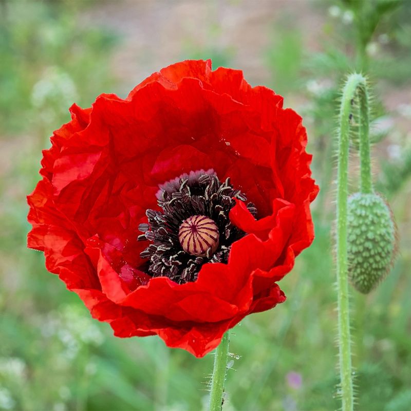 Papaver Rhoeas