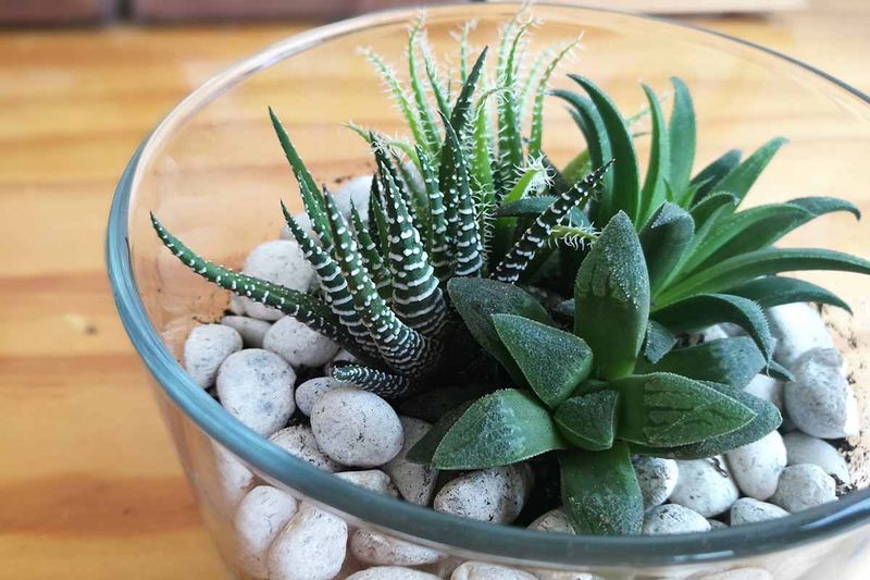 Haworthia (Zebra Plant)