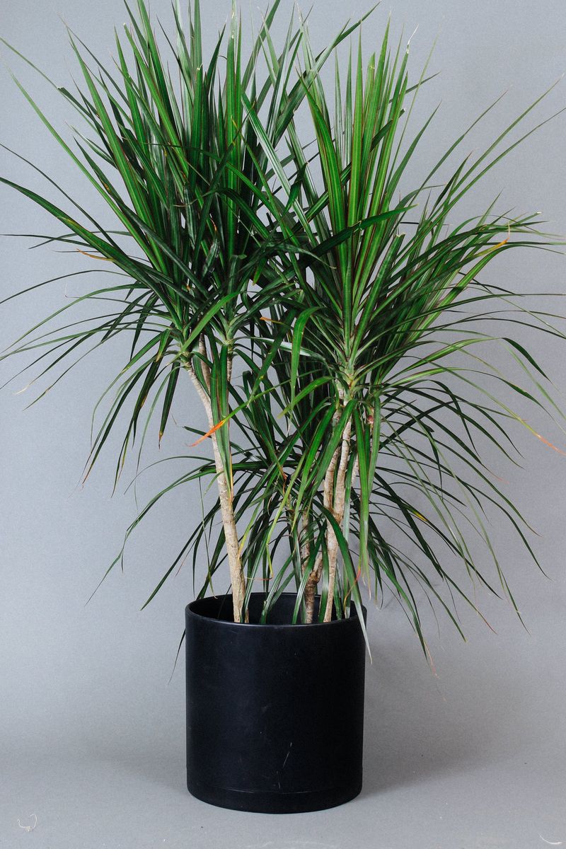 Dracaena marginata
