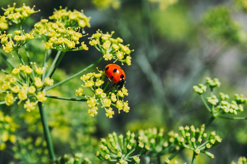 Fennel (Foeniculum vulgare)