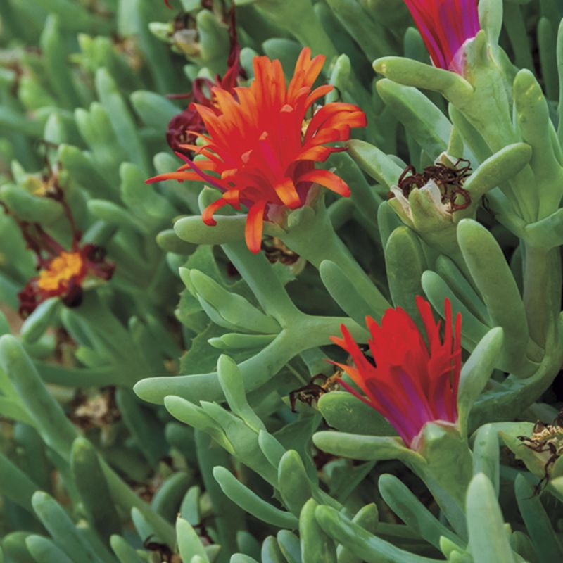 Ice Plant (Delosperma)