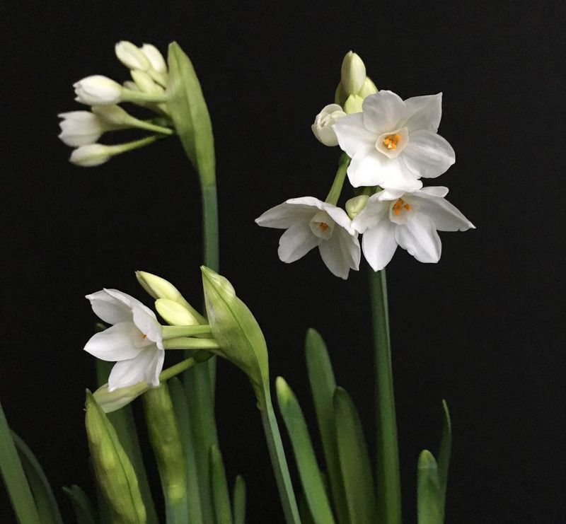 Paperwhite Narcissus (Narcissus papyraceus)