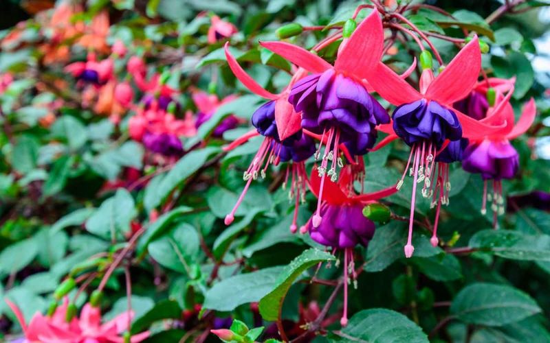 Fuchsia