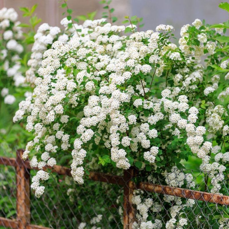 Spirea