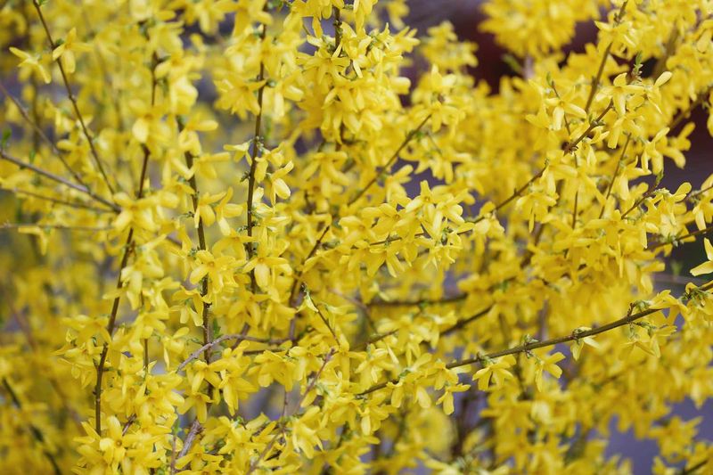 Forsythia