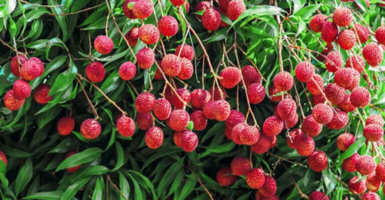 Can You Really Grow Lychee at Home? Here’s the Truth!