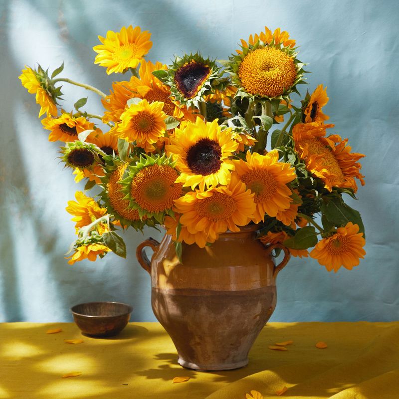 Leo - Sunflowers