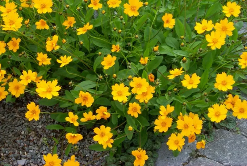 Miniature Coreopsis (Coreopsis auriculata ‘Nana’)