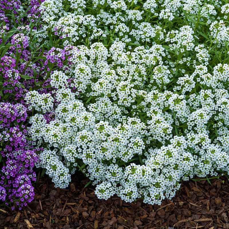 Alyssum