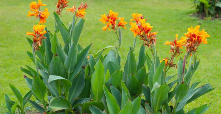 Canna Lily Care Made Easy: 15 Tips for Vibrant, Tropical Flowers