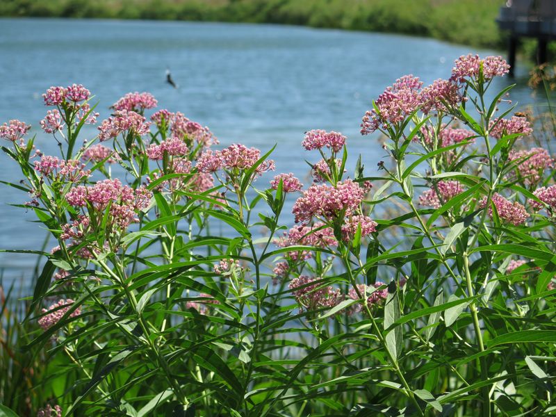 Swamp Milkweed