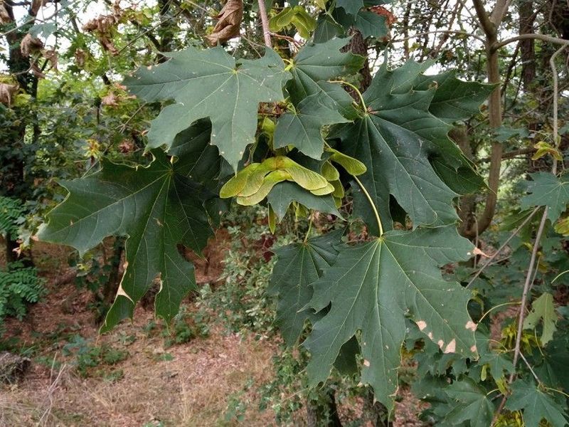 Norway Maple (Acer platanoides)