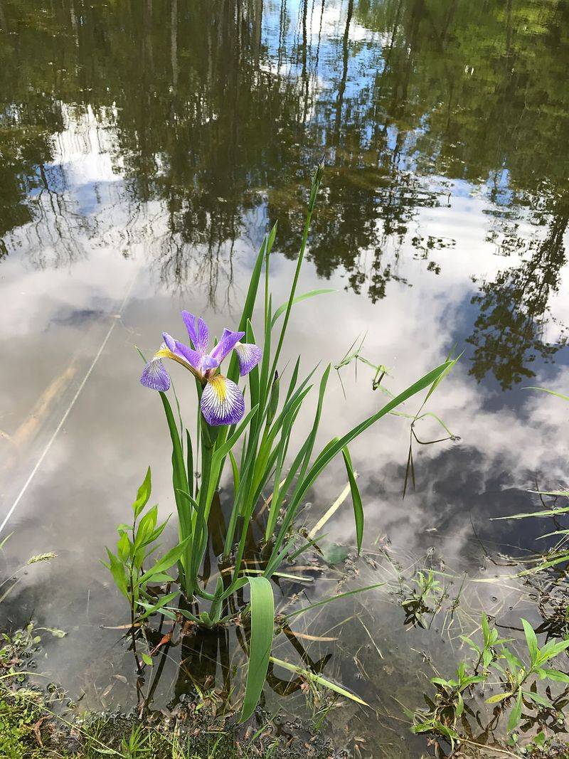 Blue Flag Iris (Iris versicolor)