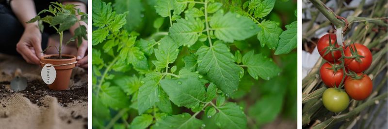 Homemade Remedies for Pests