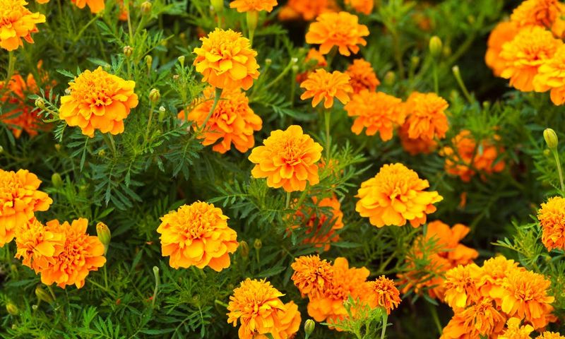 Marigold