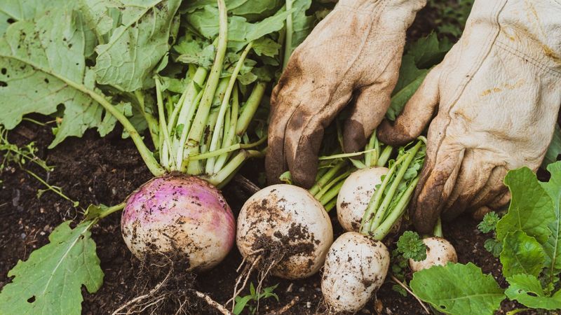 Turnips (40-60 days) – Harvest greens early, roots later.