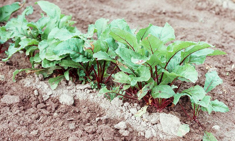 Beets – 9 per square (spaced 4″ apart)