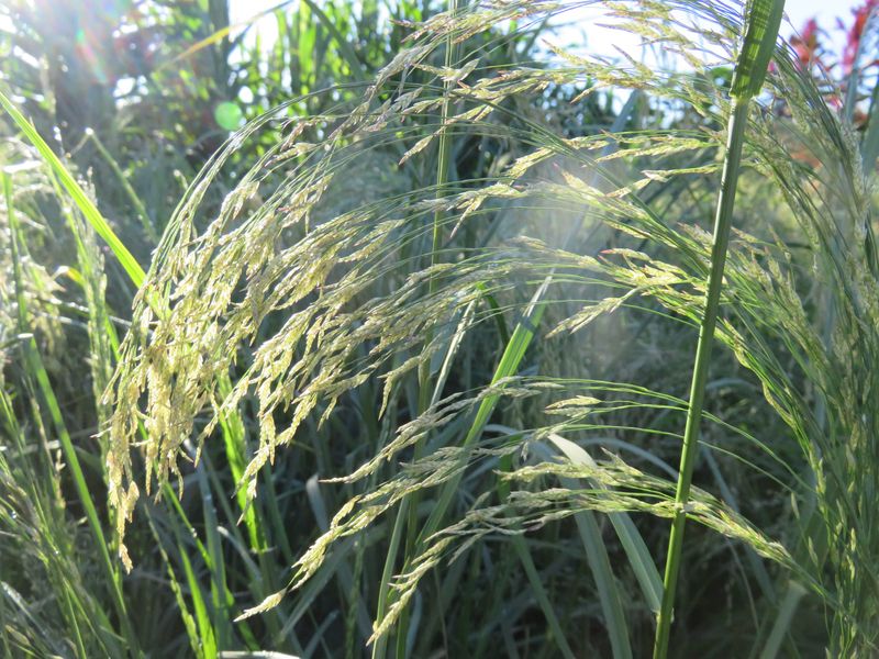Teff Grass