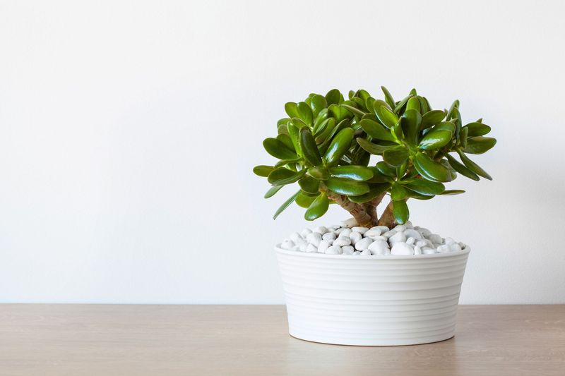 Jade Plant