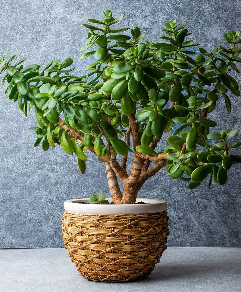 Jade Plant