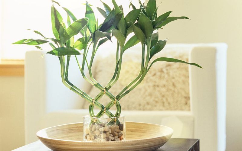 Lucky Bamboo (Dracaena sanderiana)