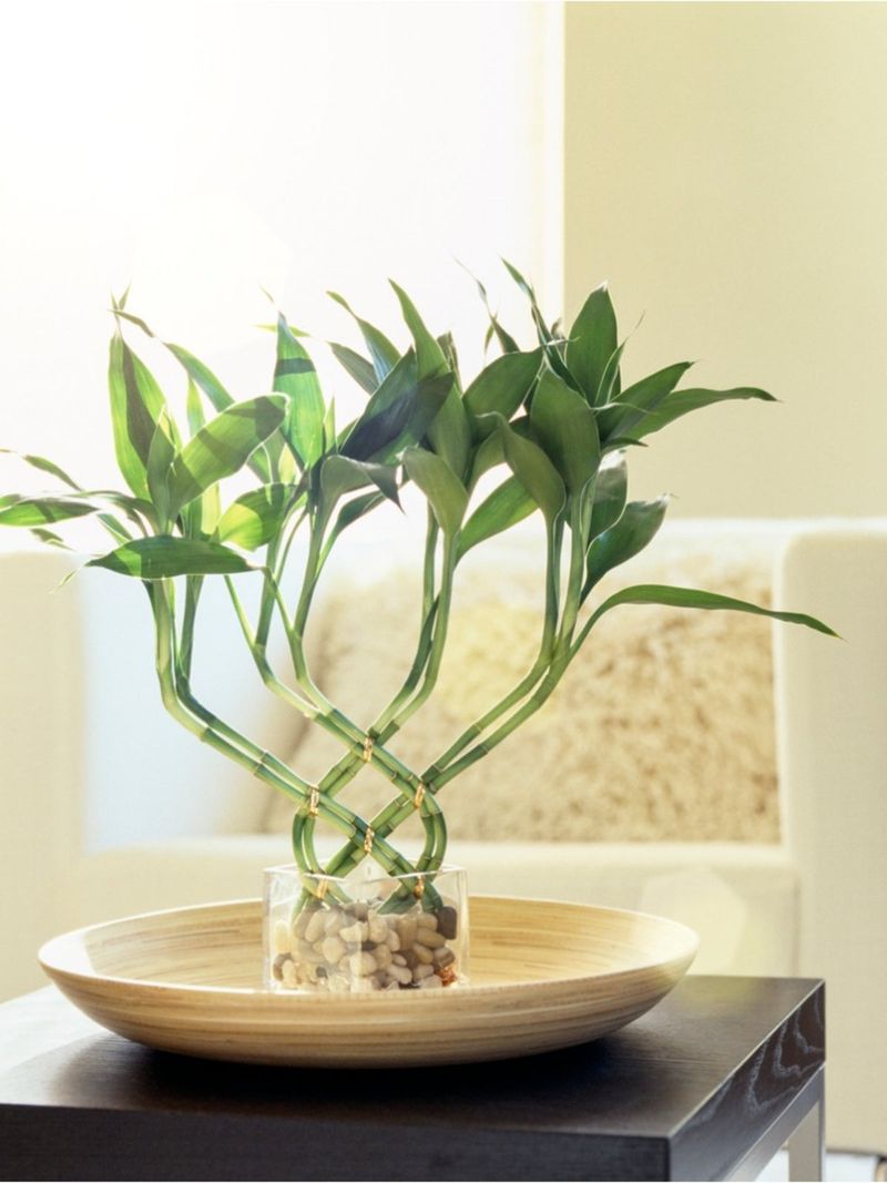 Lucky Bamboo (Dracaena sanderiana)