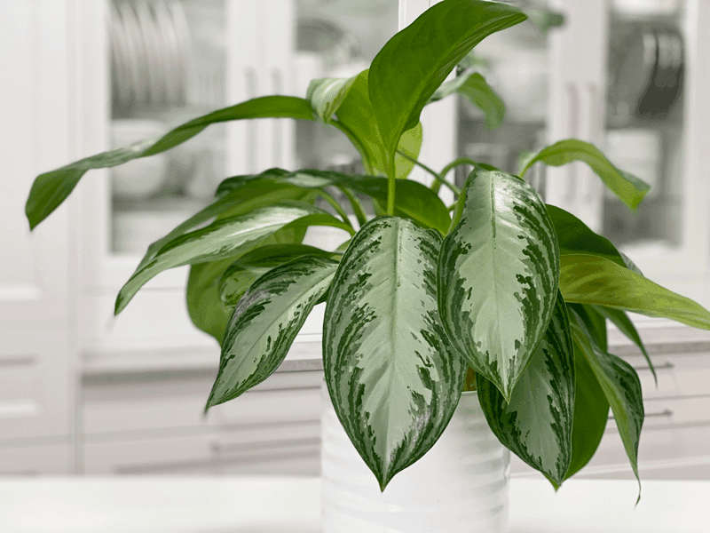 Chinese Evergreen