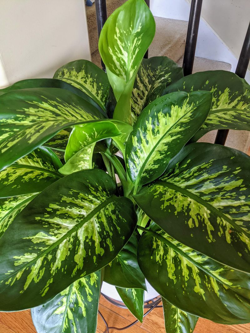 Dumb Cane (Dieffenbachia)
