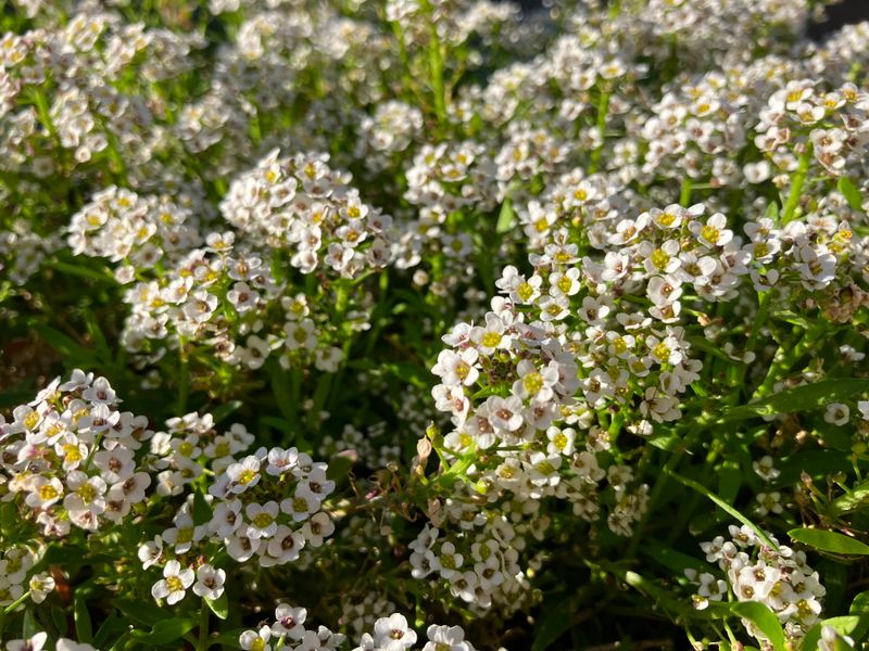 Sweet Alyssum
