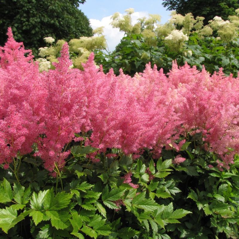 Astilbe