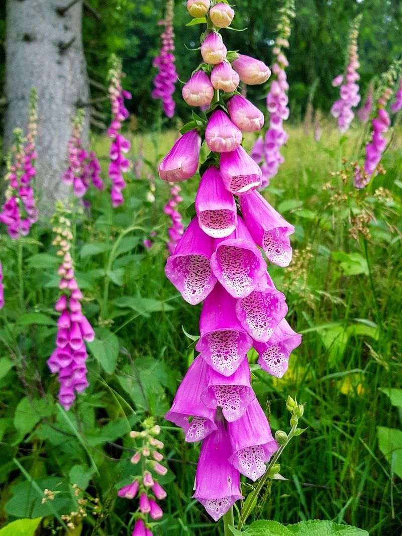 Foxglove