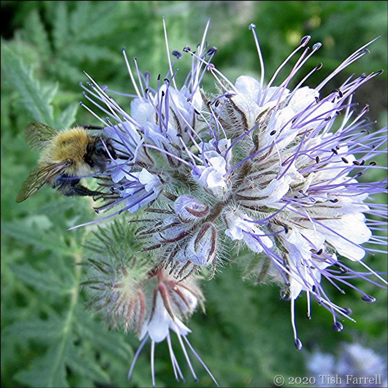 Phacelia (Phacelia tanacetifolia)