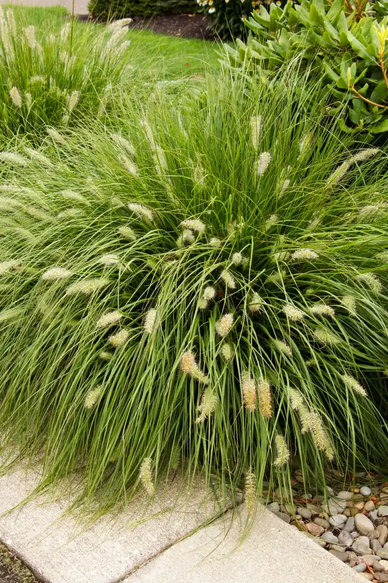 Fountain Grass (Pennisetum alopecuroides)