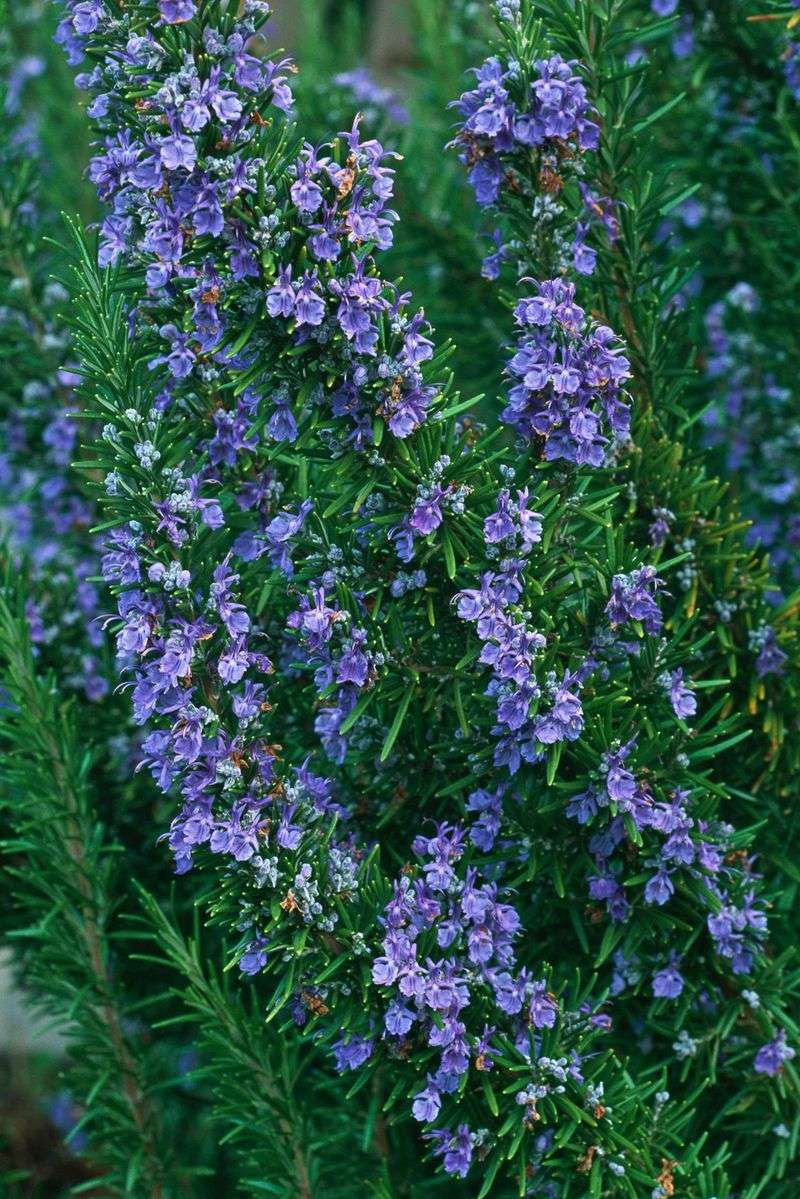 Rosemary (Rosmarinus officinalis)