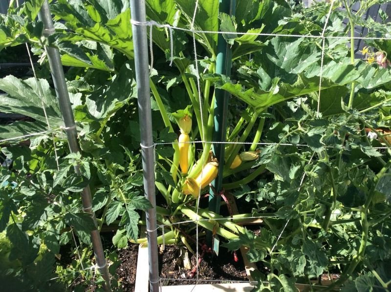 Zucchini (Pattypan/Baby) – 1 per 2 squares (or trellised variety in 1)