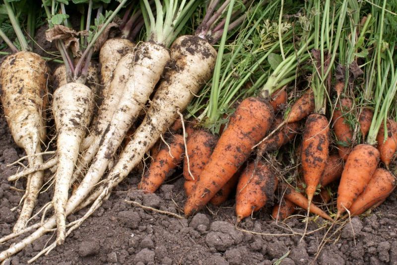 Parsnips and Carrots