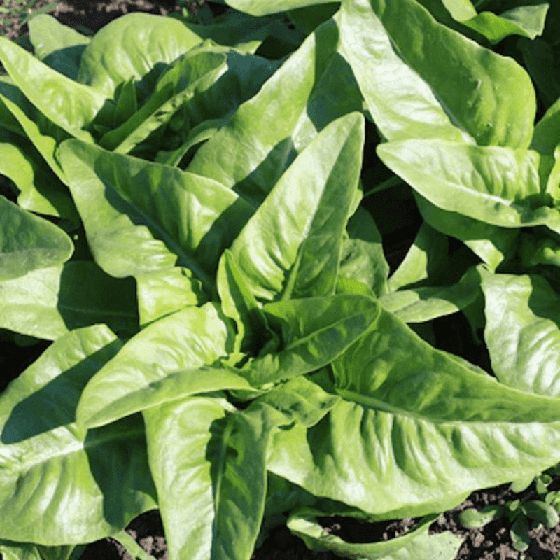 Amish Deer Tongue Lettuce