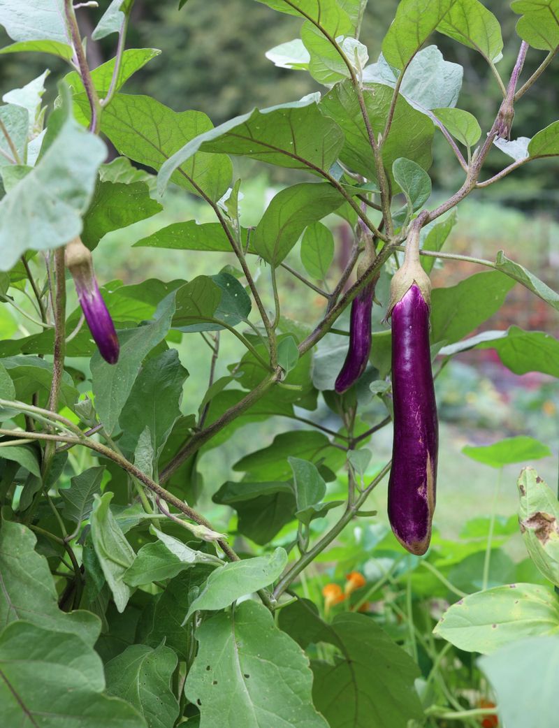 Eggplant